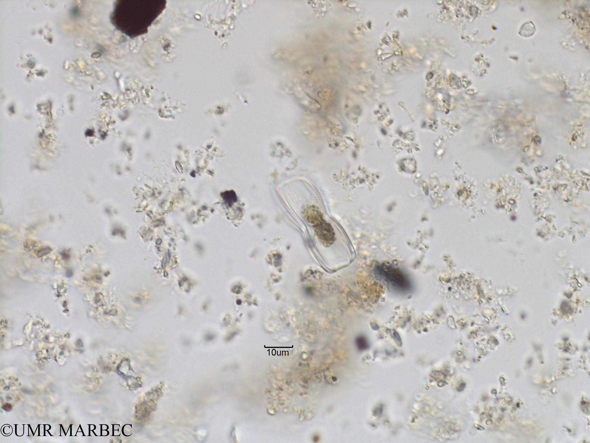 phyto/Bizerte/bizerte_bay/RISCO November 2015/Plagiotropis sp5 (Baie_T1B-Pennée-3).tif(copy).jpg
